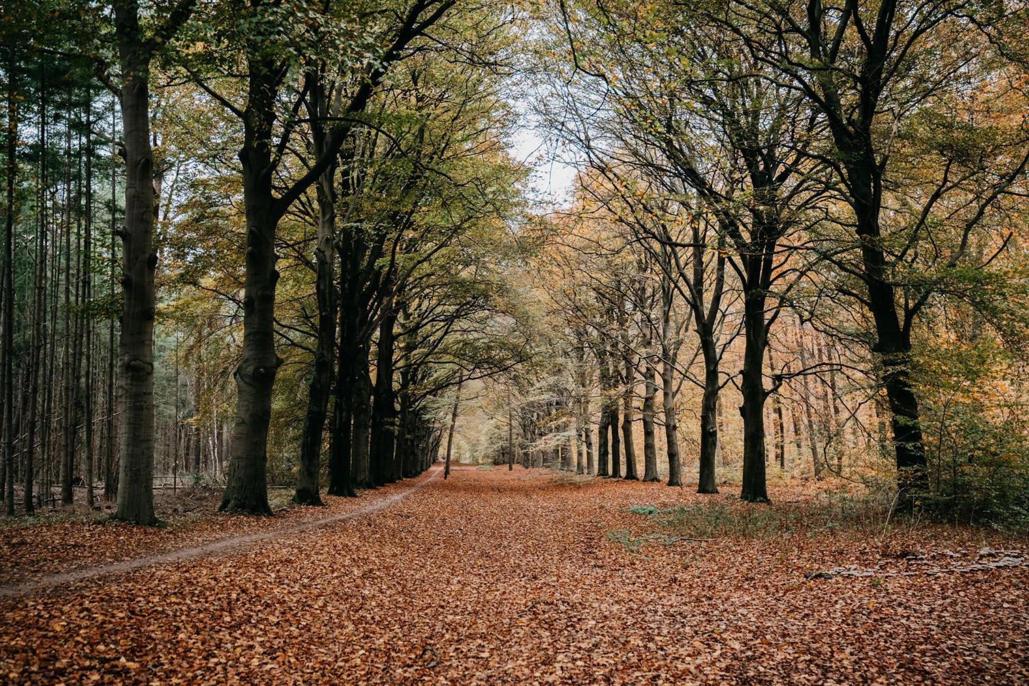 Boetiekhotel De Kastanjehof Lage-Vuursche Kültér fotó